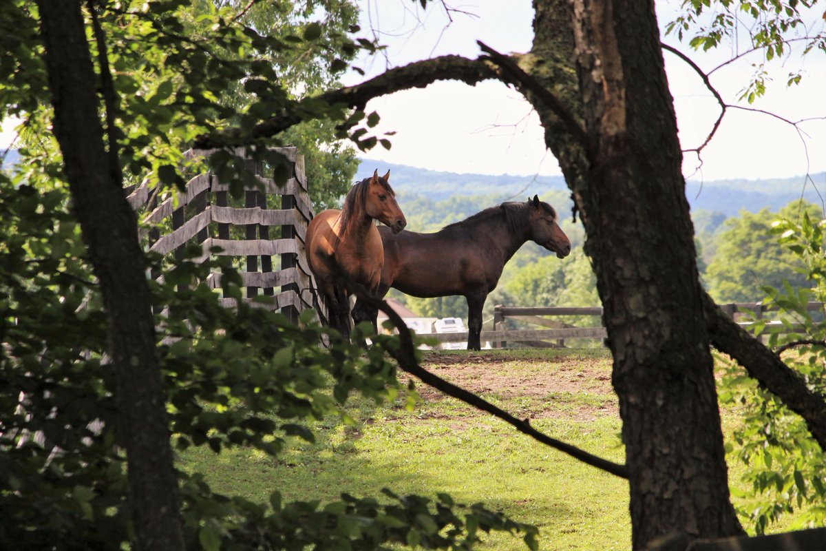 EquineAdvocates tweet picture