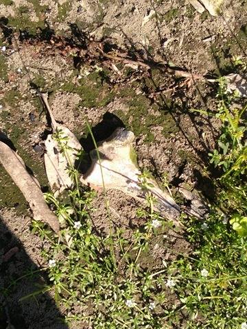 nslwin's tweet photo. At least 150 #Rohingya houses in North Hamlet of #MyoThuGyi VT, #Maungdaw were brunt to the ground by #Myanmar Army on August 27, 2017. These photos taken today. Found many bones and skeletons. Evidence of burning Rohingyas alive by @SGMinAungHlaing. 1/3 https://t.co/k8szXNkH9N