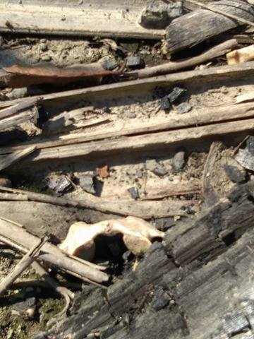 nslwin's tweet photo. At least 150 #Rohingya houses in North Hamlet of #MyoThuGyi VT, #Maungdaw were brunt to the ground by #Myanmar Army on August 27, 2017. These photos taken today. Found many bones and skeletons. Evidence of burning Rohingyas alive by @SGMinAungHlaing. 1/3 https://t.co/k8szXNkH9N