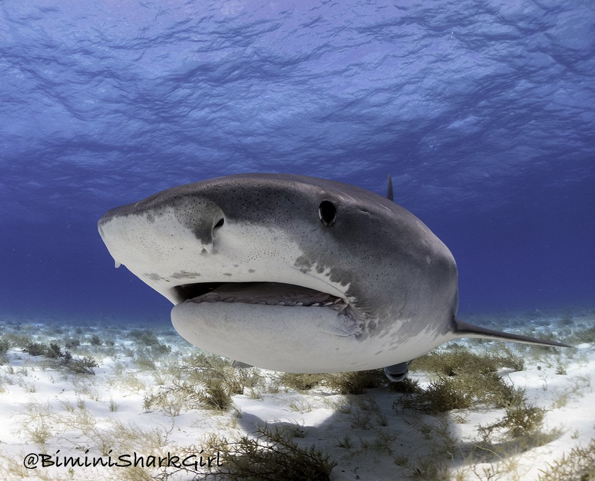 thedivestation's tweet photo. RT @BiminiSharkGirl: #SharkSunday well hello there gorgeous. #Jitterbug #TigerShark https://t.co/3lUHRzDajY