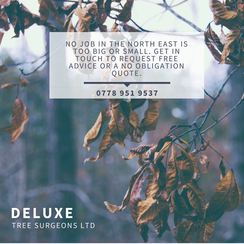 DeluxeTree's tweet image. Have you entered our Facebook competition yet? #northEast