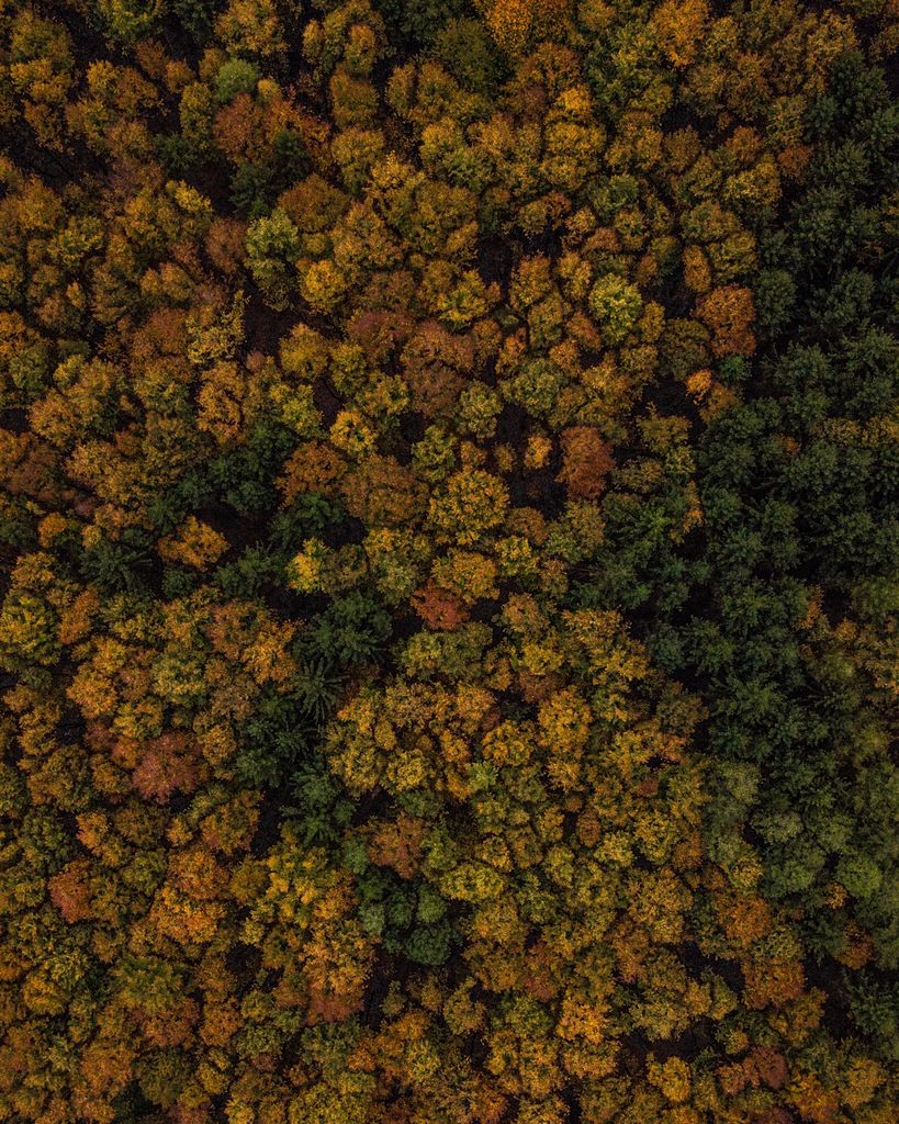 BurnBucketlist's tweet photo. 🍁 Autumn working its magic 🍁 #treelovers #autumncolours #BurnTheBucketlist 🔥 #Österreich 🇦🇹 #feelaustria 📷 #djimavicpro https://t.co/STnYguKa18