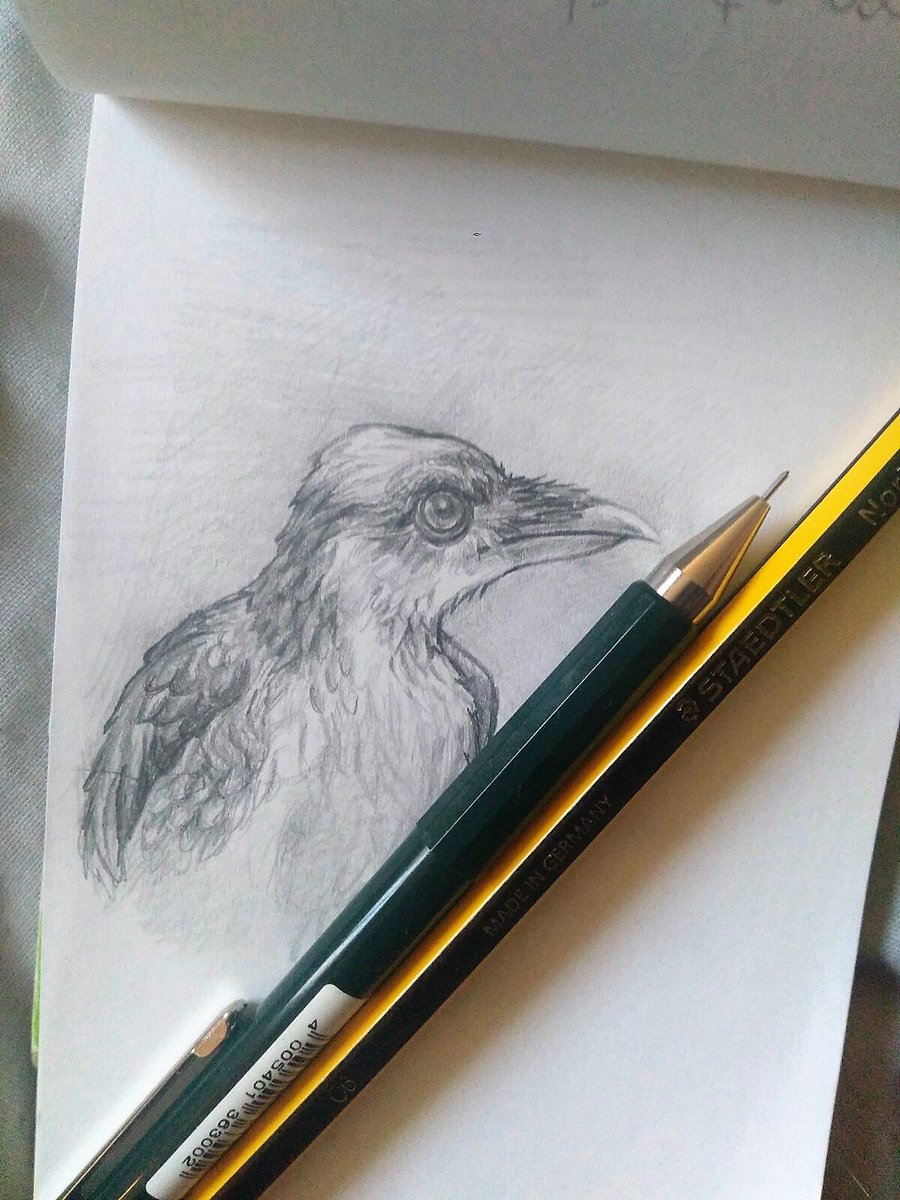 abeestArt's tweet photo. Dibujando un córvido mientras descanso de programar. 🐦
#ArtOfTheDay #pencil #cuervos #dibujo #boceto #sketch https://t.co/ep0Uqz3Fgl