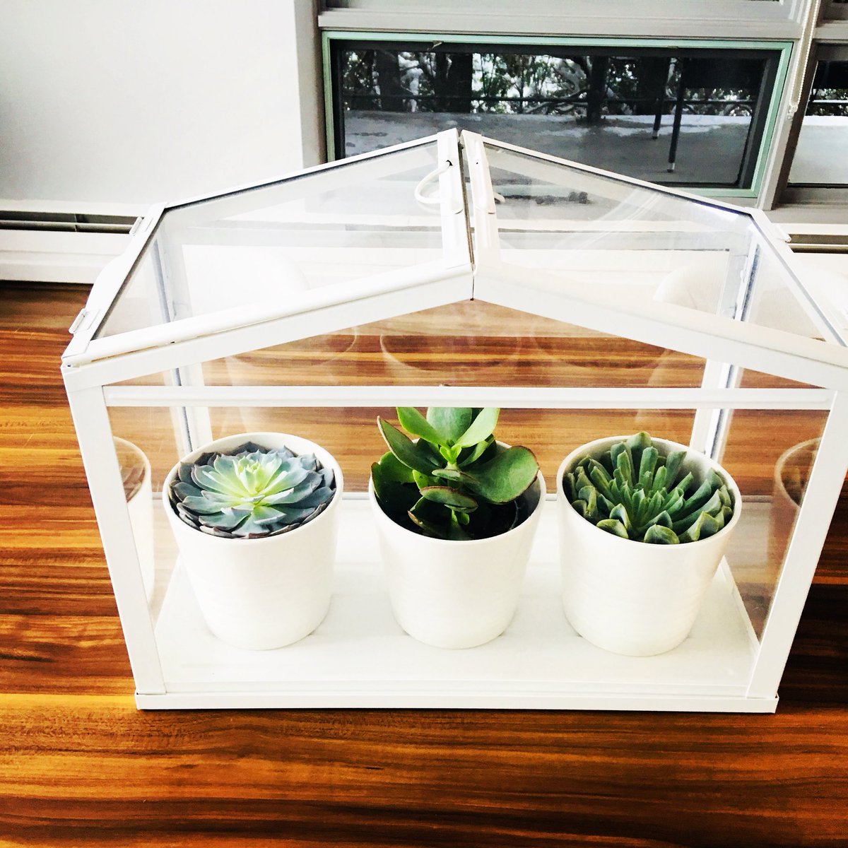 LOFT3DESIGN's tweet photo. It’s amazing how much life a little green can add to a room! #loft3 #interiordesign #succulents #plants #mcm #midcenturymoderm #MedHat https://t.co/ecei3S3k1C
