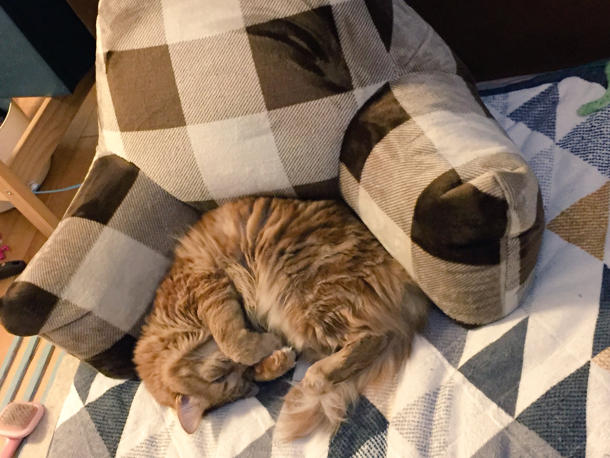 松本 בטוויטר ニトリで買ったクマの下半身みたいなクッション 猫の収まりがいいのでおすすめです