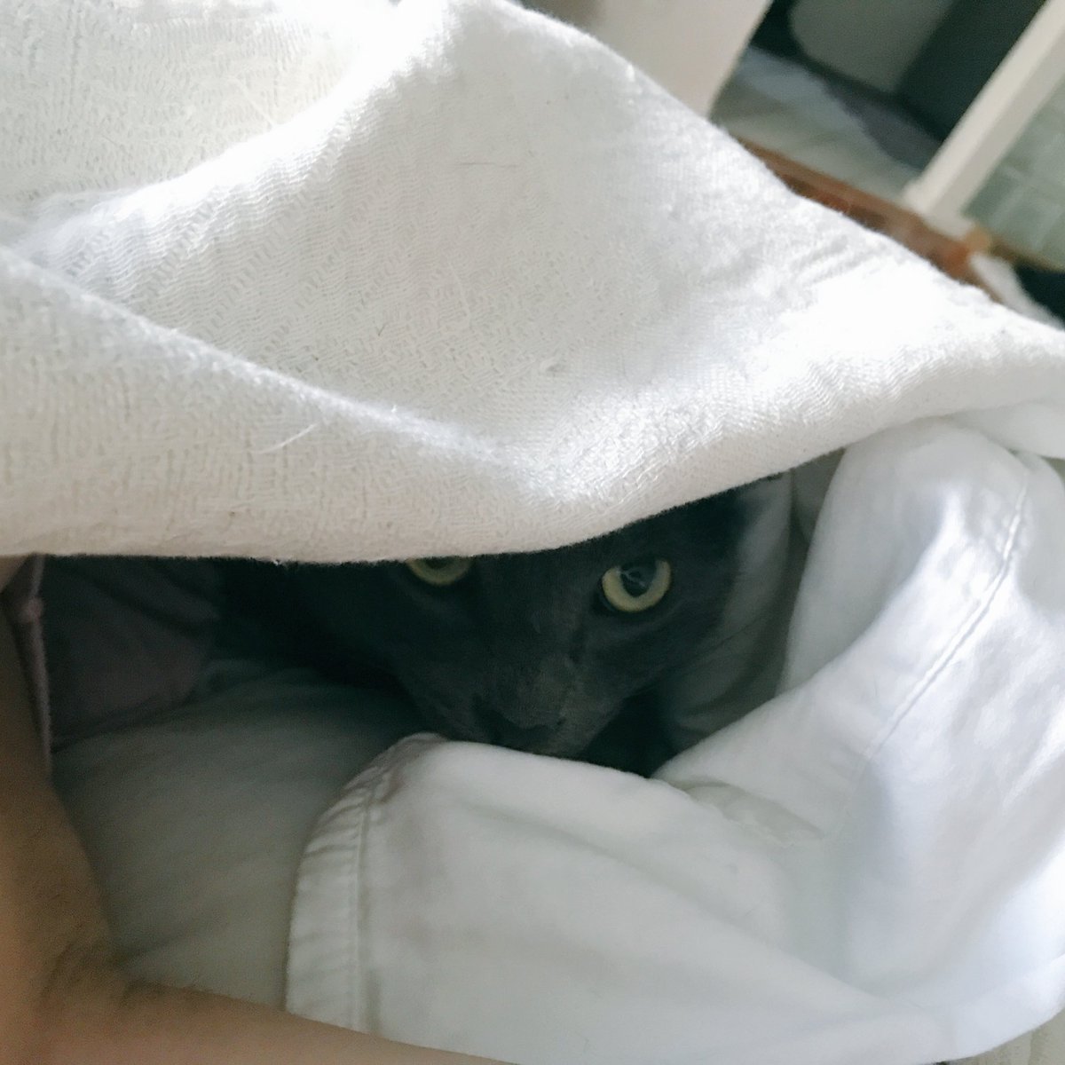 SmaugBlue's tweet photo. Favorite thing about #Sunday ... #snugglin with #catmom #CatsOfTwitter #catlife https://t.co/Jz0T2hJnie