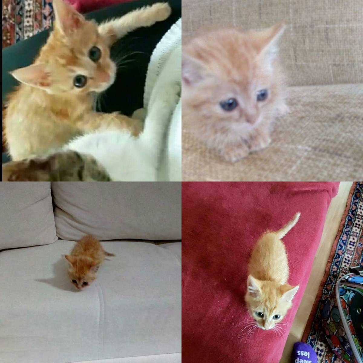 1.5 AYLIK  SARMAN KIZ BEBİŞİMİZ ÖMÜRLÜK YUVASINI ARIYOR.
ANKARA
İLETİŞİM:0543 220 2249 / Tulay Karakuş