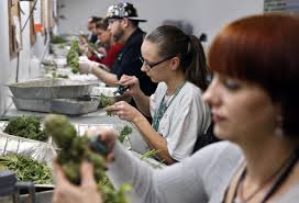 Godzmazter's tweet photo. California to tax pot as much as 45% https://t.co/RzUj01XRAK #California @DSLR_Newz #tax #45percent #marijuana #cannabis #dank @teeberry1992 https://t.co/Mf3krbCLou