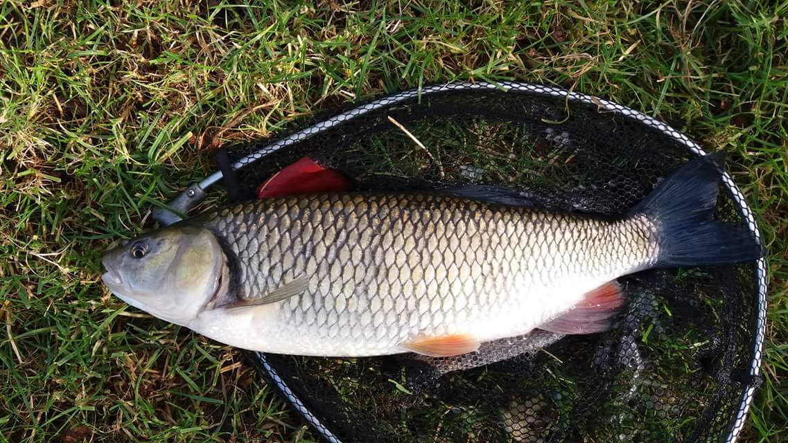Nice chub caught on our river we control. Our member fishing the feeder with bread. 4.5lb.
#chub #river #riverfishing #fishing