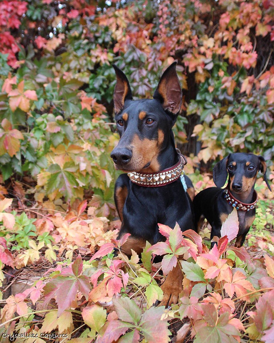 aux_hillary's tweet photo. The actual most wonderful time of the year ๐ #happyfallyall #doberman #dachshund #crazyrebels #colors #leaves #love https://t.co/vFufcxIW7F