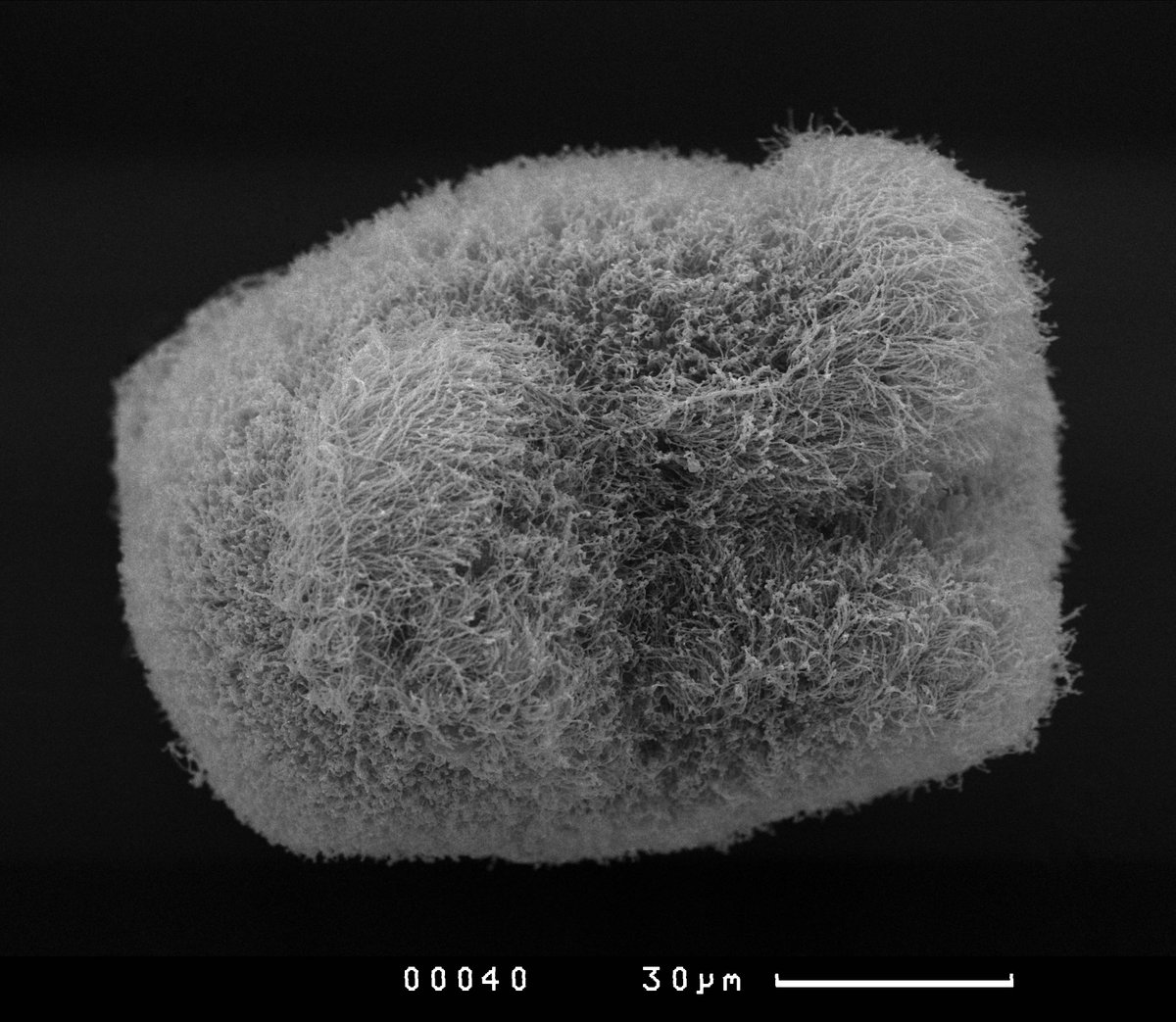 2016Wsbs's tweet photo. Müller's larva, September plankton of the #BlackSea, #polycladida https://t.co/mAyuihp5LZ