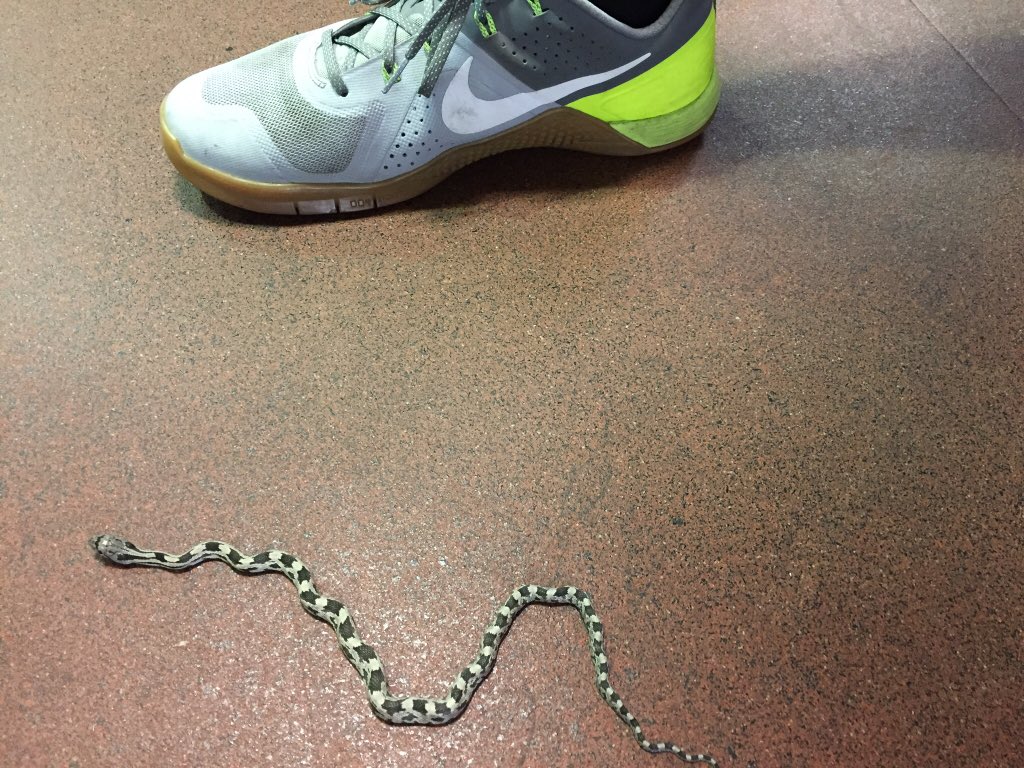 <a href="/allys_bar/">Ally's Bar</a> Tiny Sneks need their cardio too... 😬😂