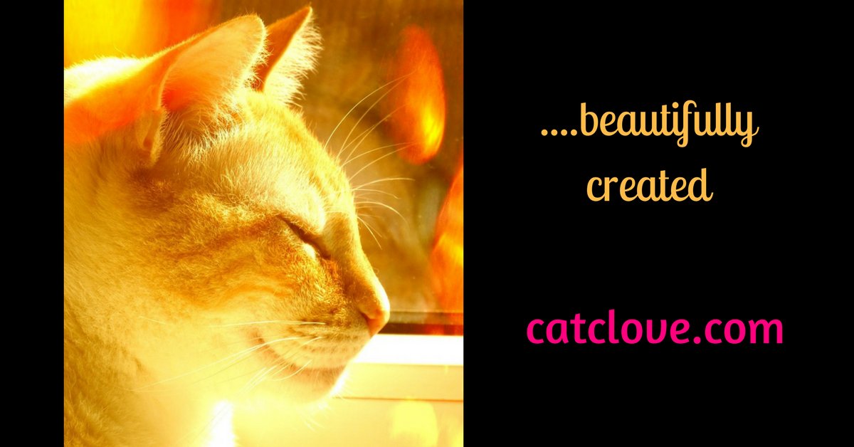 CatCloves tweet picture