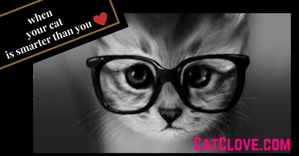 CatCloves tweet picture