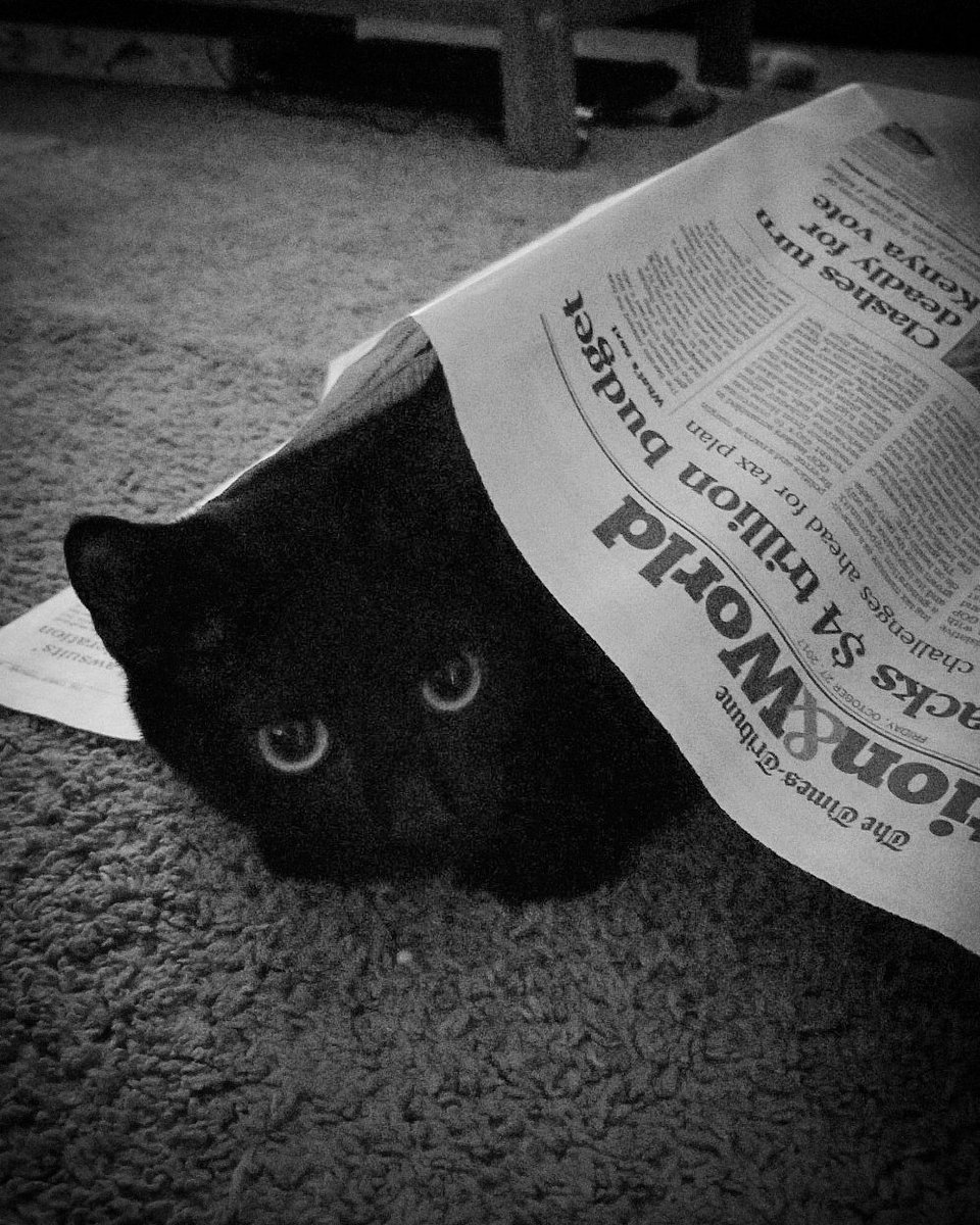 Smpanas's tweet photo. I missed #nationalblackcatday but love my Esper! https://t.co/tmgRdYrLqP
