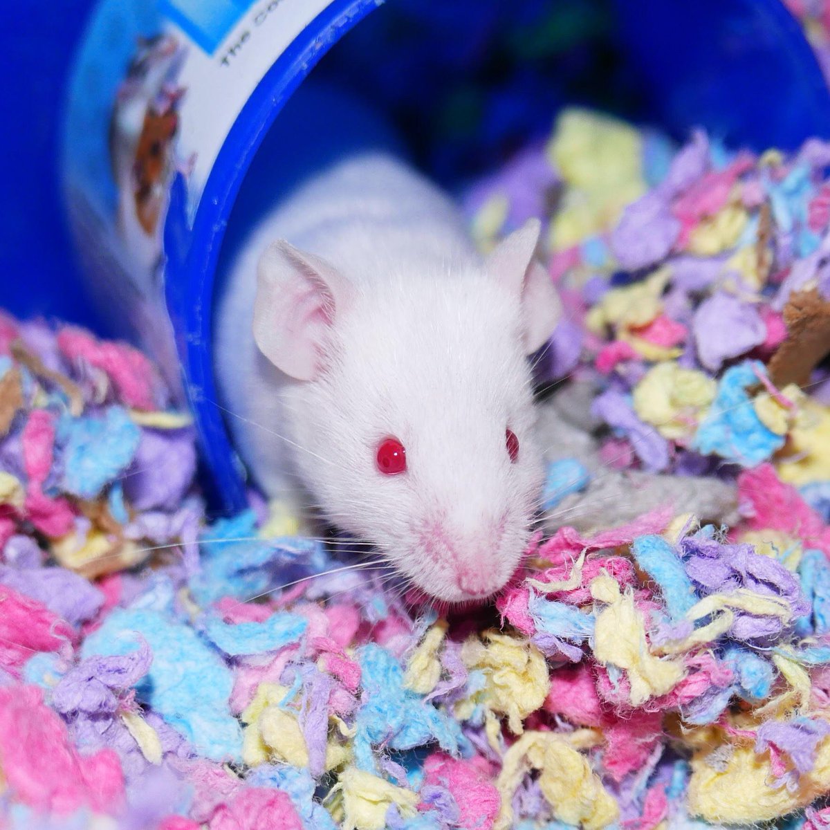 mnpcktpetrescue's tweet photo. Are you looking to #adopt? Maybe Verbena is your man! #Mouse #Mice #MNPPR #Rescue #mouserescue #MN #Pets #Animals #Critters #cute #albino https://t.co/gNuWk8PMsY
