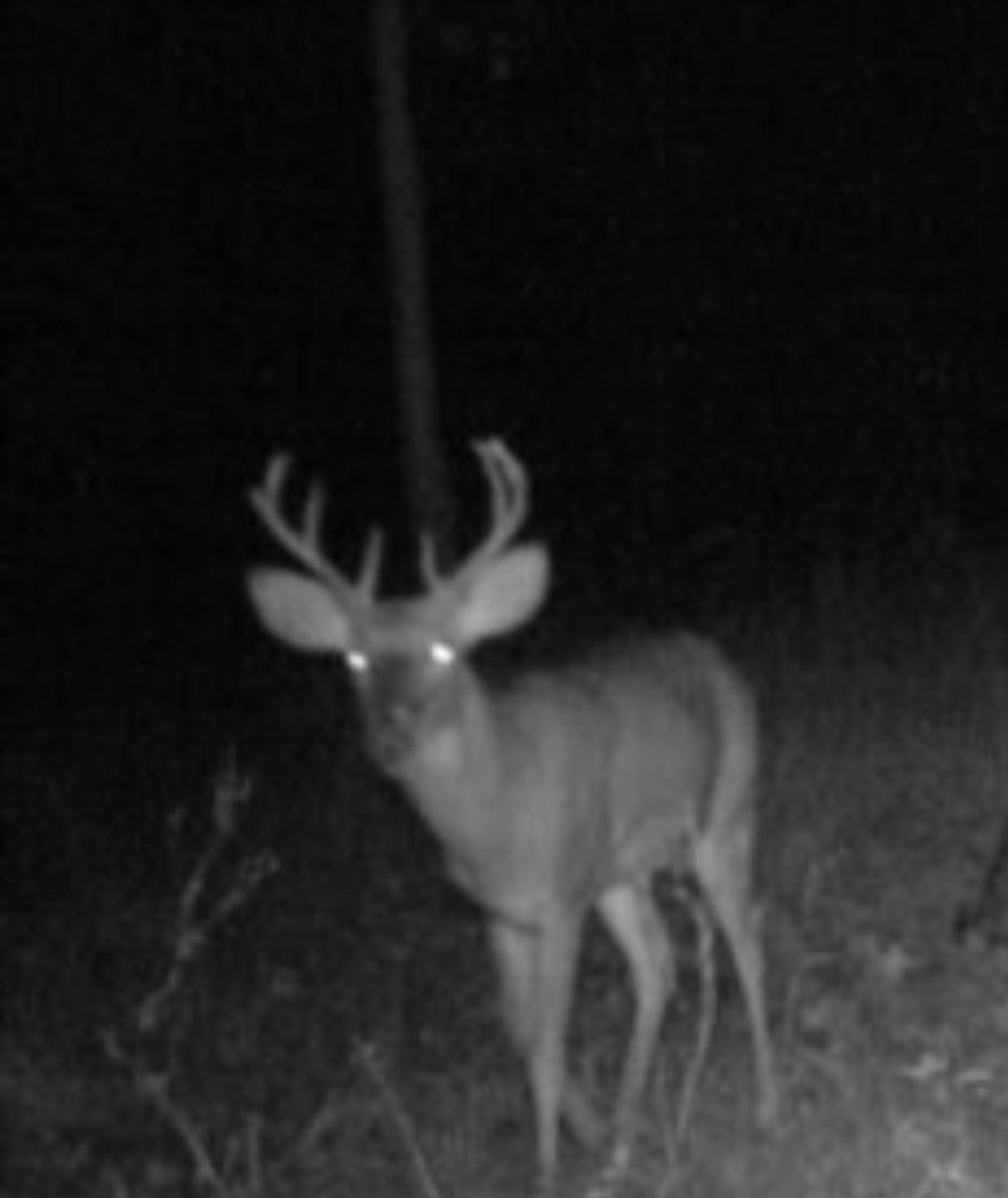 AGrayJr's tweet photo. @fyvie2 Whoa! They grow em big out in Midwest, it seems! The minus 2 days till I head to my brother's place in NC. Soo looking forward to it... https://t.co/EZJGCDnD5K