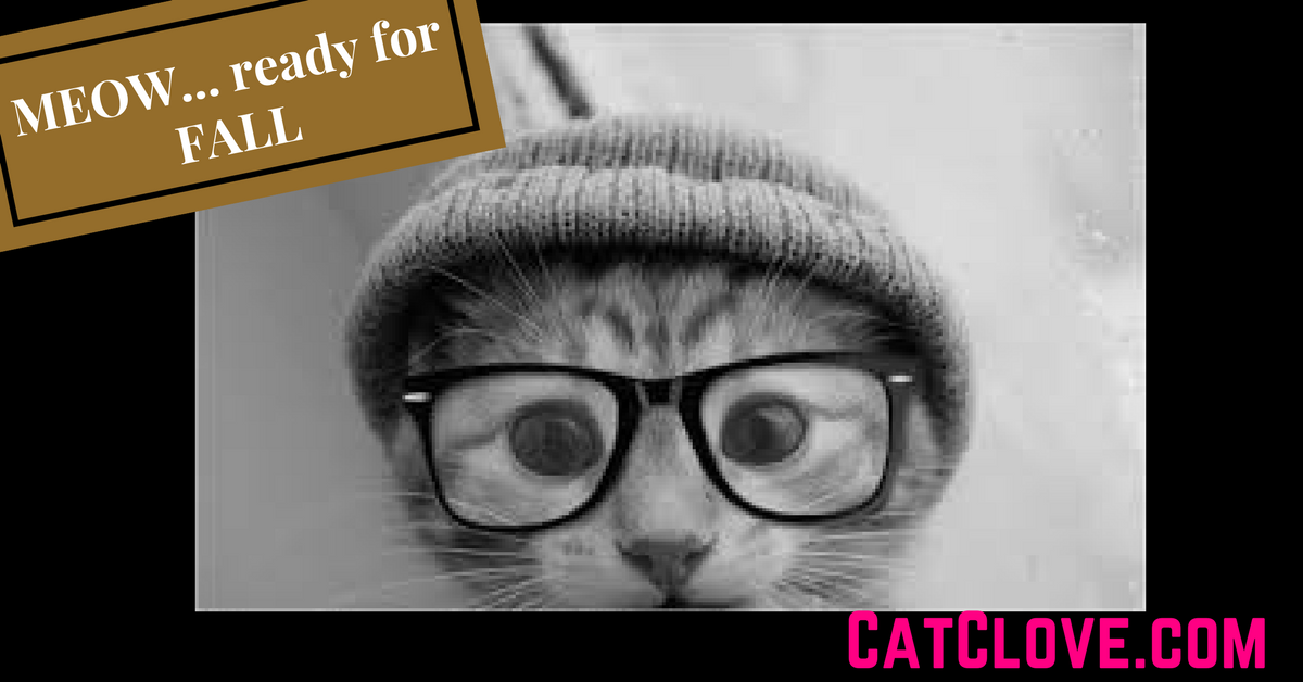 CatCloves tweet picture