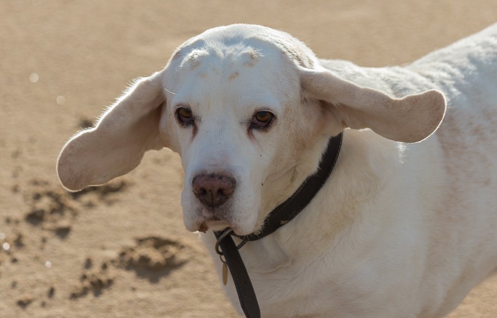 Botanics's tweet image. #Dogs on #Formby #beach