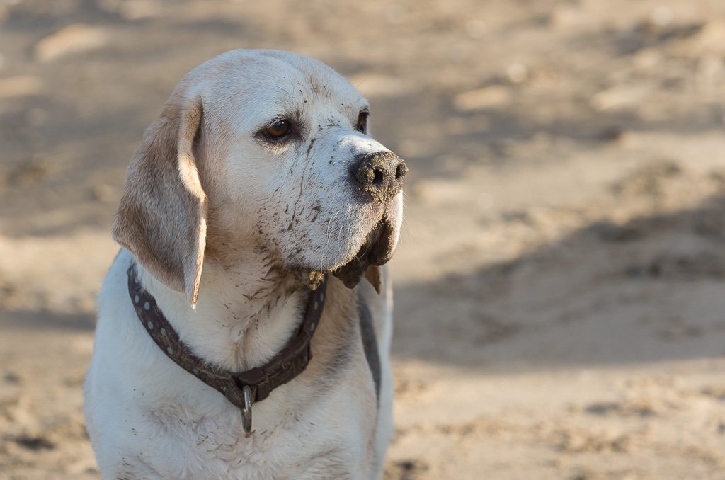 Botanics's tweet image. #Dogs on #Formby #beach