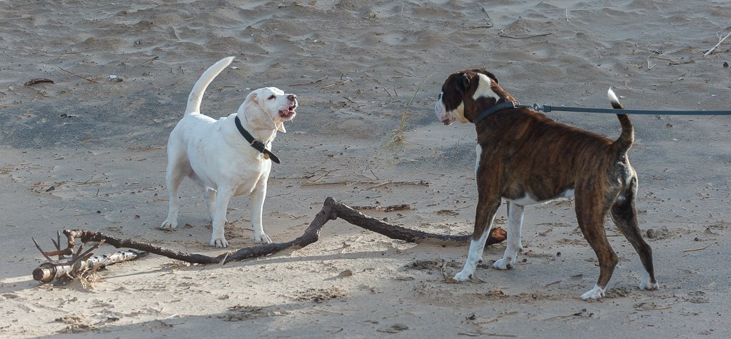 Botanics's tweet image. #Dogs on #Formby #beach