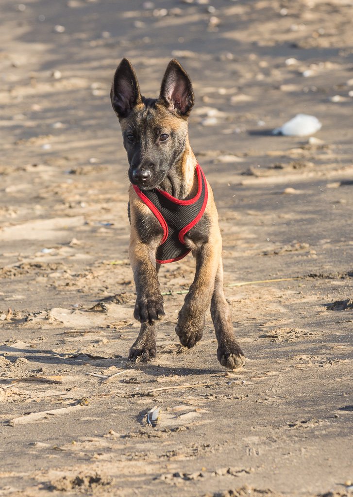 Botanics's tweet image. #Dogs on #Formby #beach