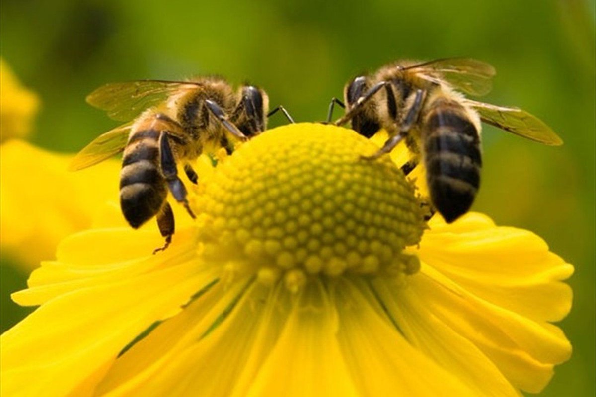 OneGreenPlanet's tweet photo. Humans Would not Exist Without These 5 #Animals https://t.co/OJUMoHxcSt #Nature #Bees https://t.co/eY0zDiPK7m