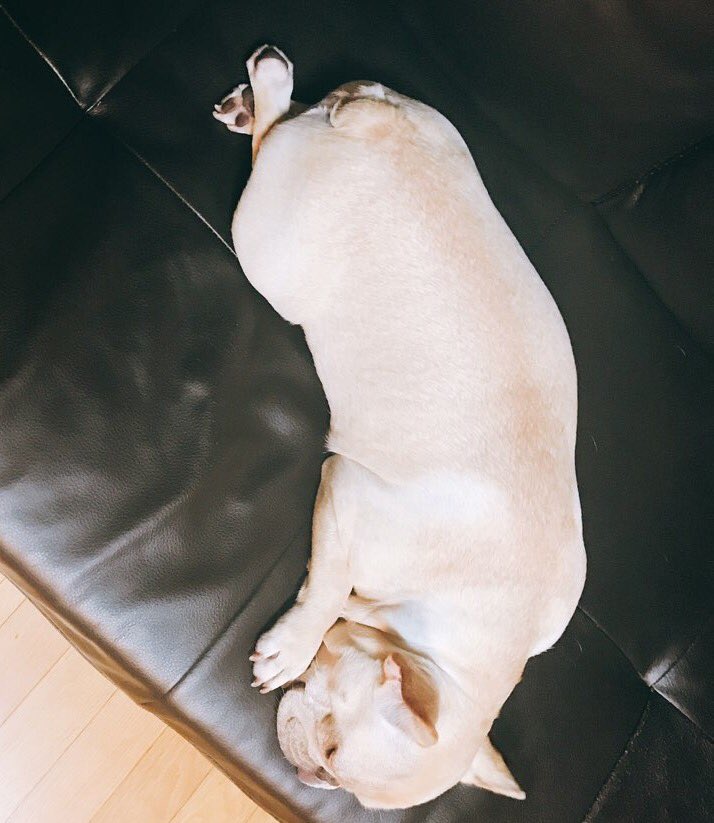 RAVI_GTCK's tweet photo. 스탈라잇!! 월요일 아침이지만 힘내뇨⭐️!!
기염아 넌 왜 다리를 꼬고 자니...ㅠㅜ https://t.co/PWNSluc3qj