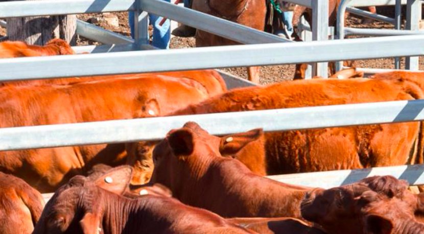 TheAusFarmer's tweet photo. Aussie-made steel products from @OrrconSteel are developed with an acute understanding of rural Australians' needs https://t.co/Or0c4zpKVF https://t.co/i4fSsJeauN
