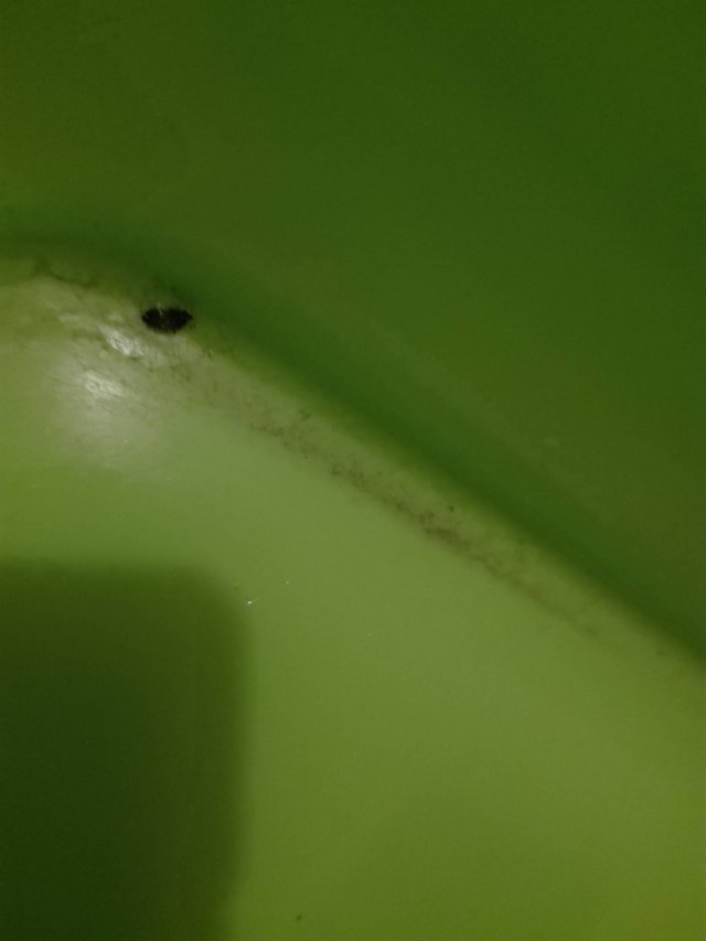 PestBook's tweet photo. Che insetto é? - Forum - PestBook - Pest Control Network https://t.co/XsFCcf1SGx via @PestBook https://t.co/nAJeyJOUNy
