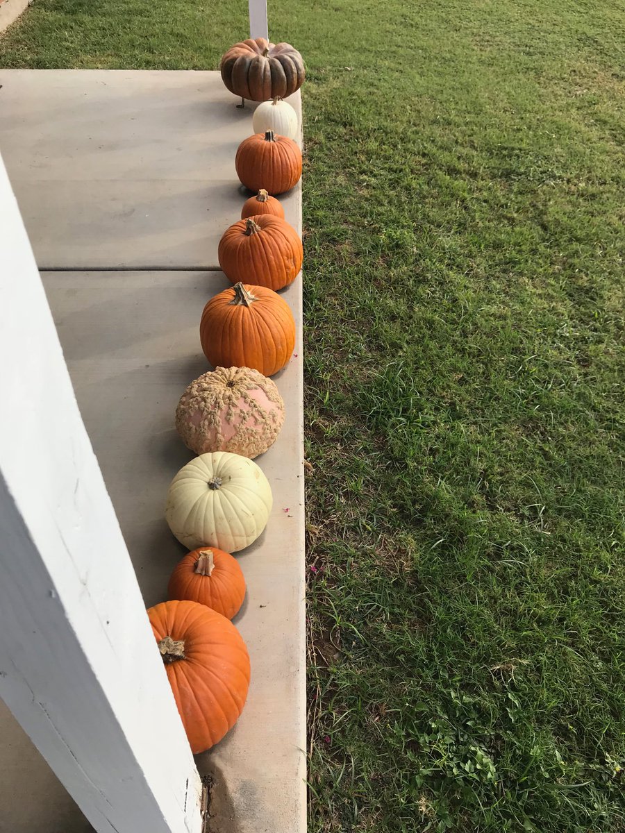 PracticalProfs's tweet image. Like pumpkins... students are all uniquely different. Have you stopped to appreciate their uniqueness lately? #students