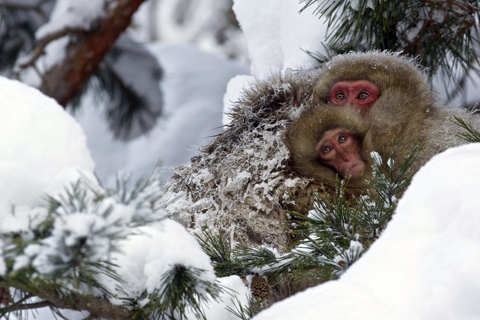 تجتمع القرود في المناطق البارده من اليابان لتجمع الدفء قدر الإمكان