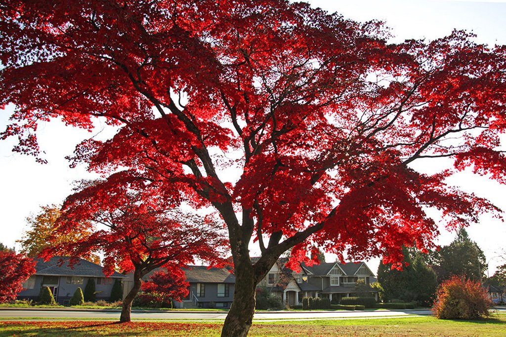 A look back at some of the colourful and beautiful October days in the City. 🍁 🍂 🍃#NorthVan https://t.co/4Xu5b81tTu