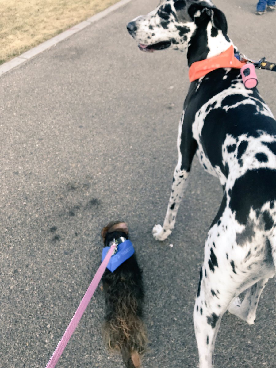 Jessica Garate On Twitter Ha Wire Haired Dachshund So She