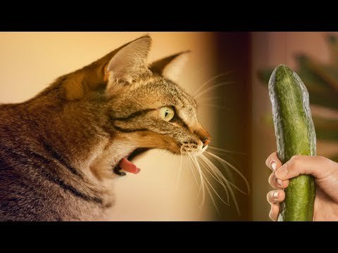 Funniest Scaredy Cats Compilation 