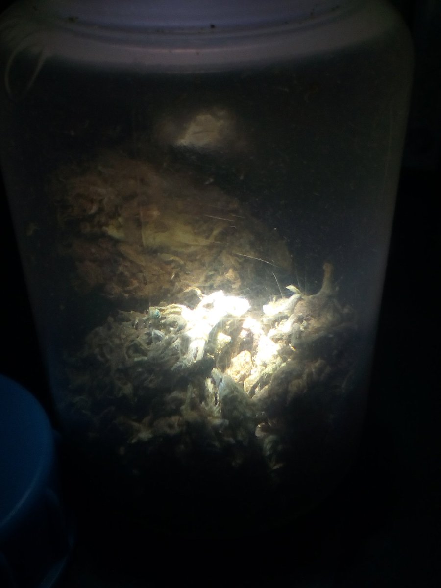 voodoocaro's tweet photo. I just smoked some quality #weed #stonerfam #eXit13
#CaliCartel #alienweed https://t.co/oWPtAp7nLu