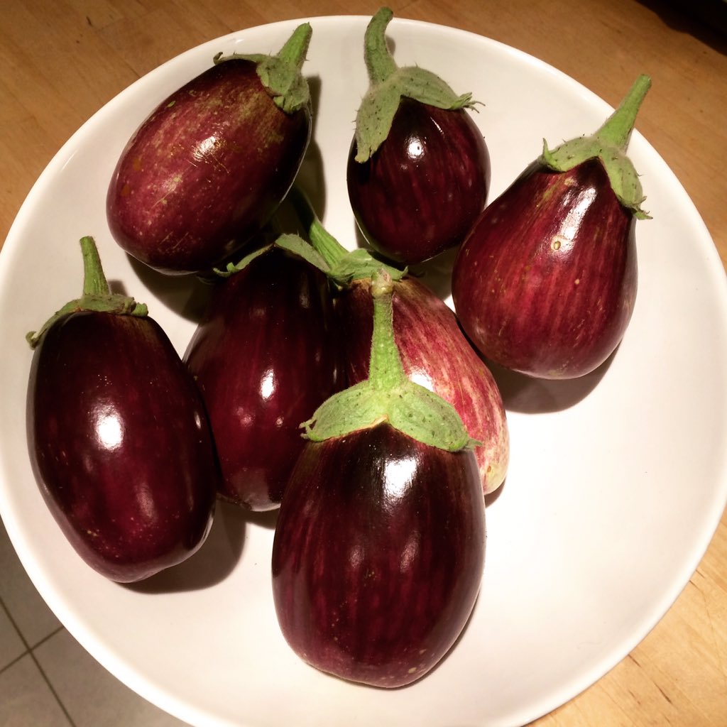 summermughrabi's tweet photo. Threat of frost tonight, so ready or not the aubergines are in! #growyourown #urbanallotment #GardenersWorld #stillproducing #myfavveg 🍆🍆 https://t.co/hxE9sC1MSE