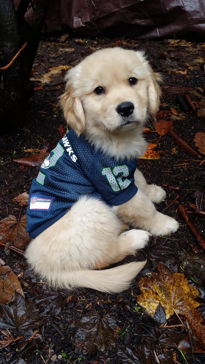 laurengrob's tweet photo. Ryder is a #12thdog 💙💚🏈🏈🏈 Go Hawks!! @Seahawks https://t.co/B1LQ3Z6n9y