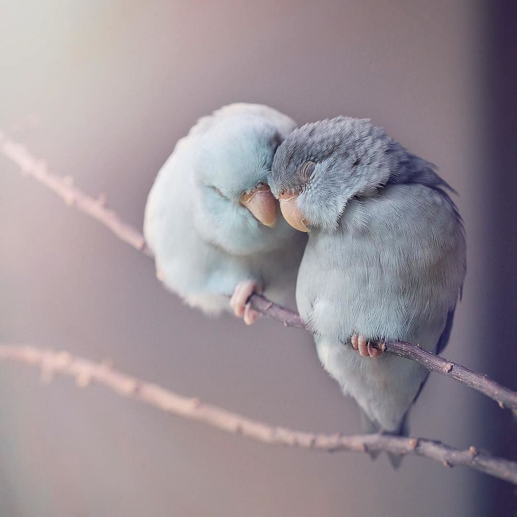 OMG how beautiful!! By <a href="/freyaeverafter_/">Freya Ever After</a>
・・・
THEY MET!! And they fell in LOVE! Omg guys, I was going to let River b… instagram.com/p/BbIBvWslZaP/
