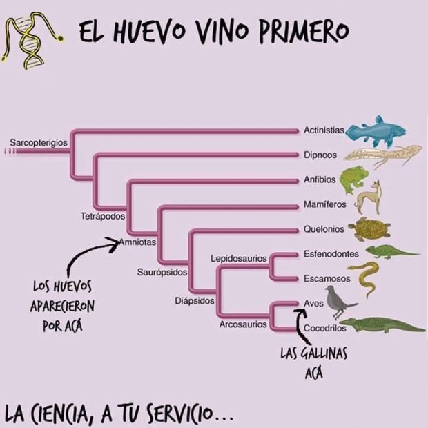 SantiGarciaCC's tweet photo. El huevo fue antes de la gallina.
Fin de la discusión. #OrbitaLaika40 https://t.co/SDpkxdb04b
