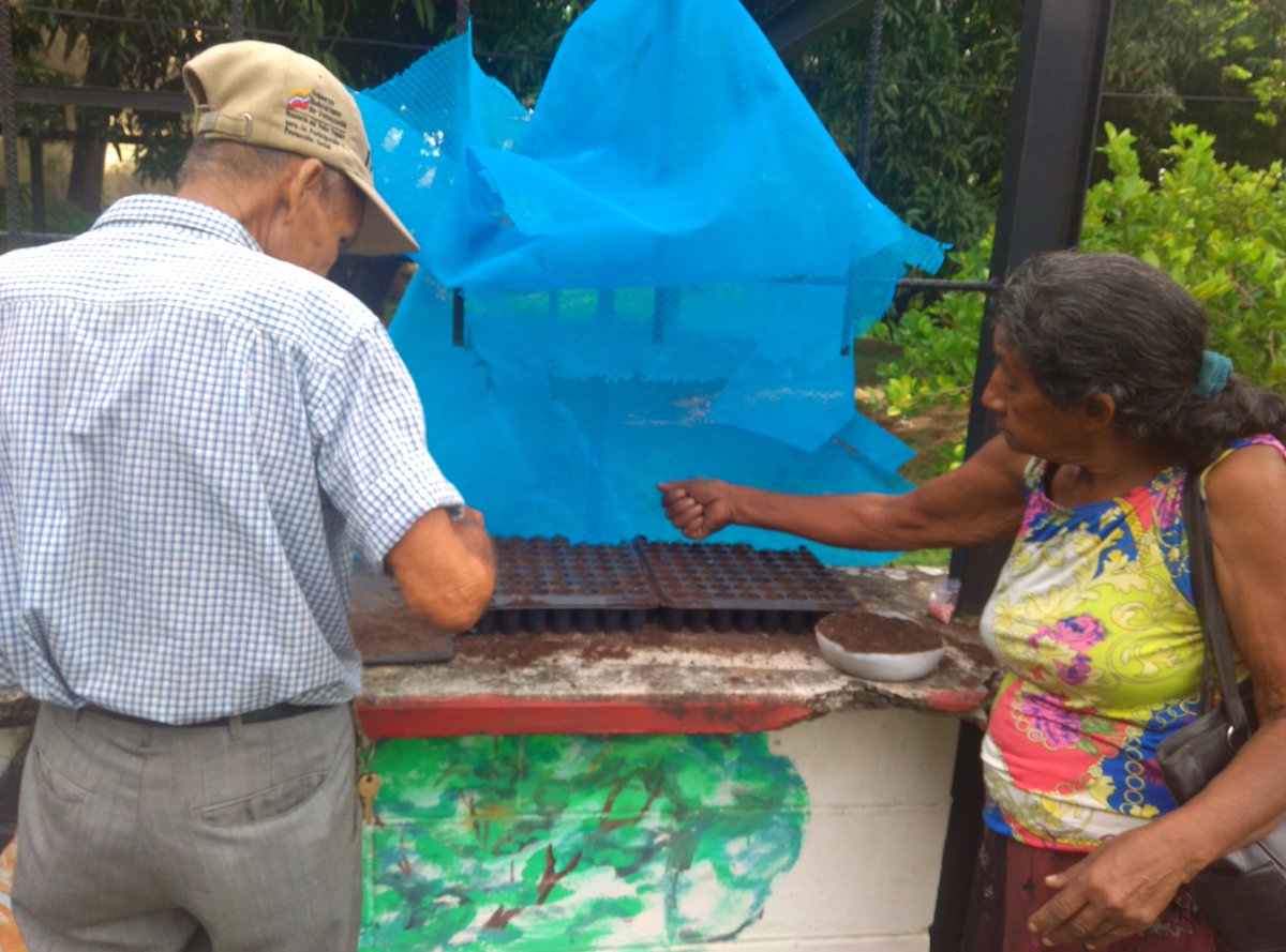 Gero_Guanare_Si's tweet photo. Nuestros Abuelos 👵👴👵👴 Haciendo #Semilleros De #Tomate 🍅🍅🍅@magallyvina @salainass @Inass_GeroAldea @HenyelysB @INASSGUANARE https://t.co/E0E7bK5yQc