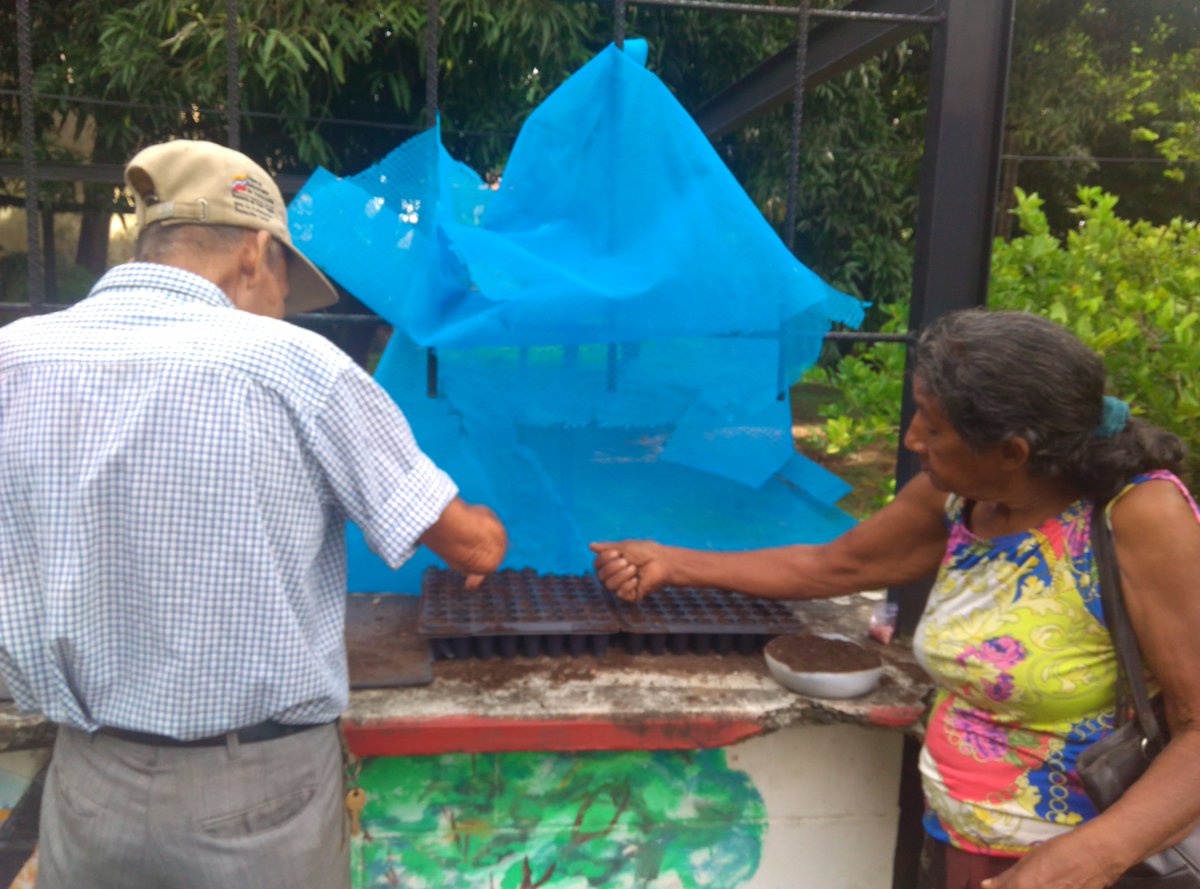 Gero_Guanare_Si's tweet photo. Nuestros Abuelos 👵👴👵👴 Haciendo #Semilleros De #Tomate 🍅🍅🍅@magallyvina @salainass @Inass_GeroAldea @HenyelysB @INASSGUANARE https://t.co/E0E7bK5yQc