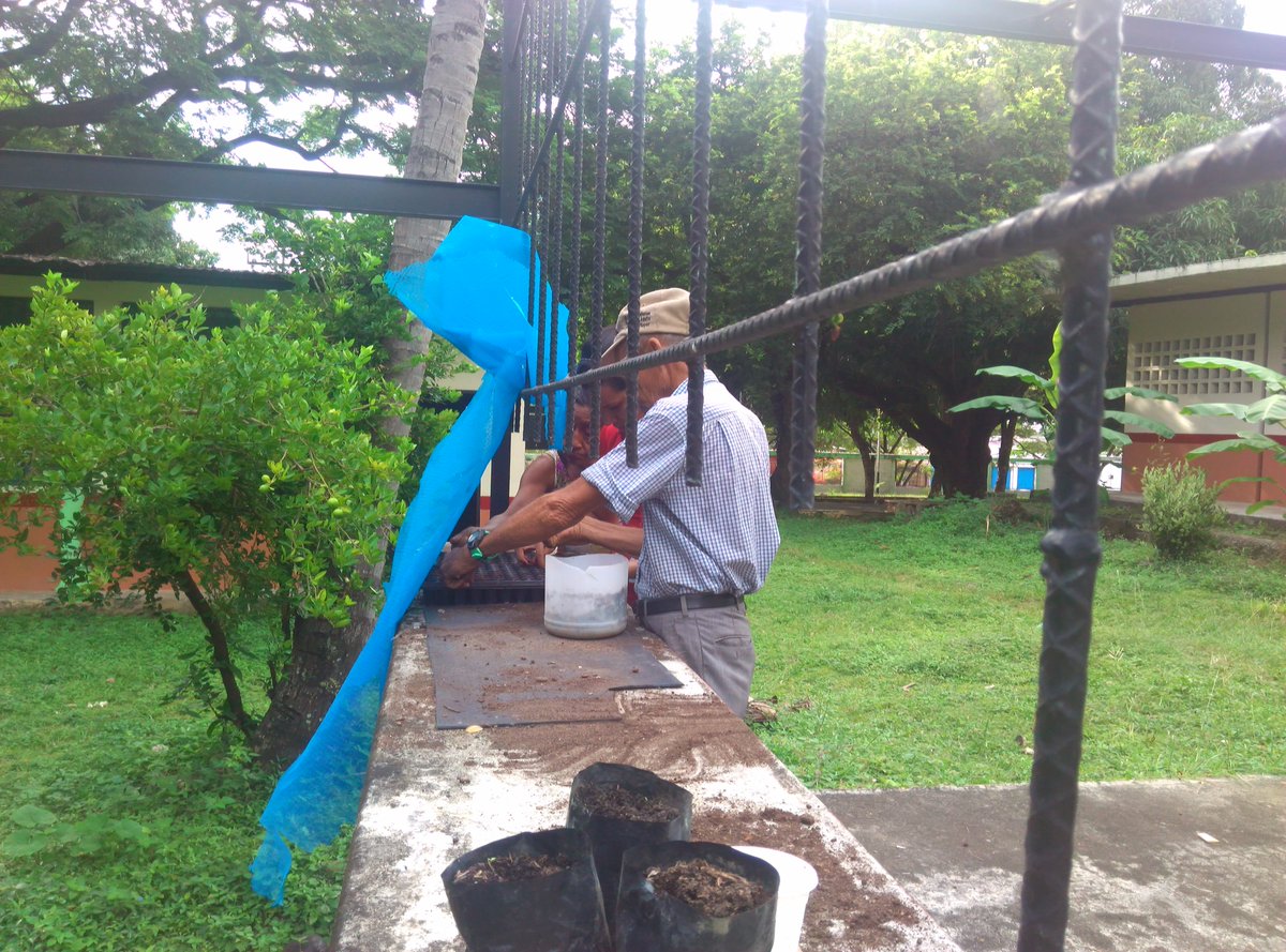Gero_Guanare_Si's tweet photo. Nuestros Abuelos 👵👴👵👴 Haciendo #Semilleros De #Tomate 🍅🍅🍅@magallyvina @salainass @Inass_GeroAldea @HenyelysB @INASSGUANARE https://t.co/E0E7bK5yQc