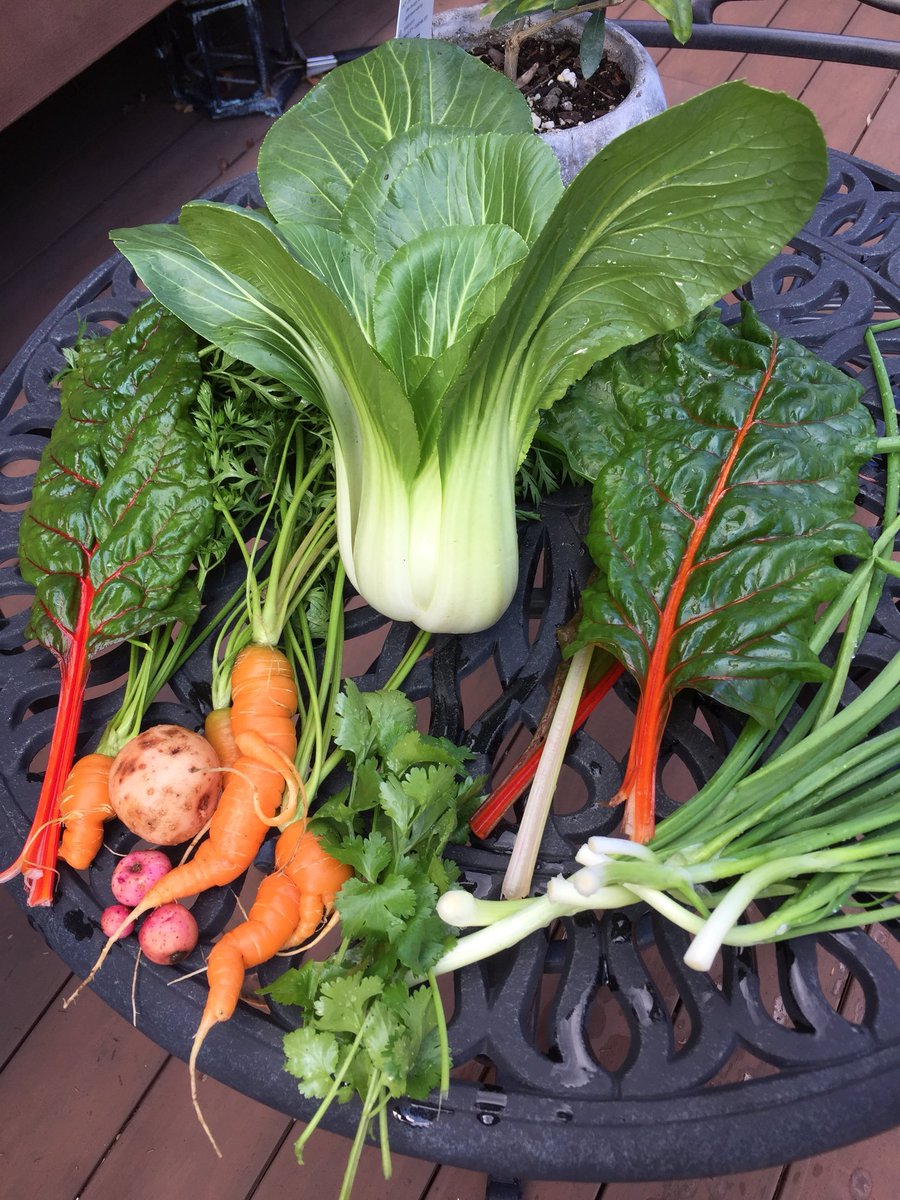 tomwolf58's tweet photo. Fresh from the fall garden! https://t.co/qGw3l6AmzU
