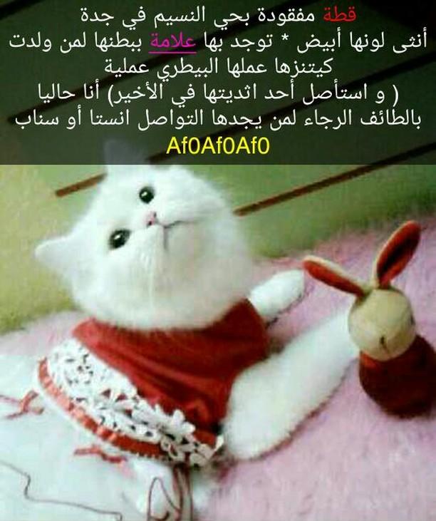 joyelrick's tweet photo. 🔴قطة مفقودة بحي النسيم بجدة 🔴 https://t.co/Tw60VpJGdq