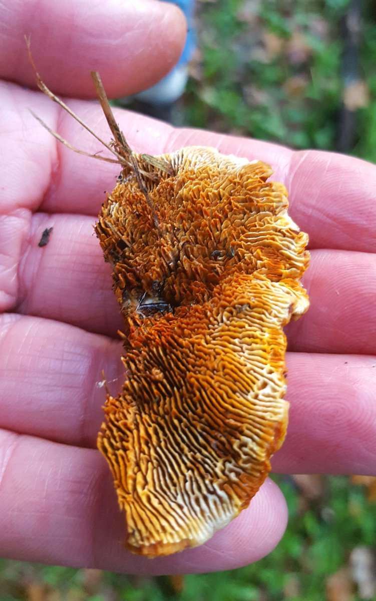 atypicalpen's tweet photo. Fab afternoon Fungal Foray at @Natures_Voice #Consall #fungi https://t.co/SoMUxUyu33