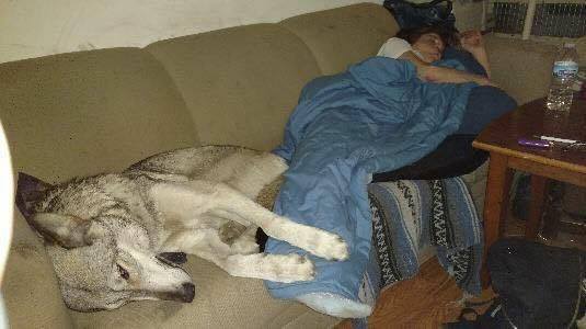 DeniseSuka's tweet photo. My wolf-dog Meeka and I https://t.co/78KNhDxqH4