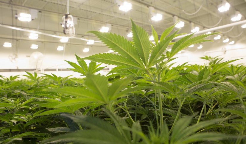 CannabisTrainU's tweet photo. A new and updated online #cannabis career training program is up and running. https://t.co/WZ2nQhZPK3 https://t.co/P9AKusqzx6