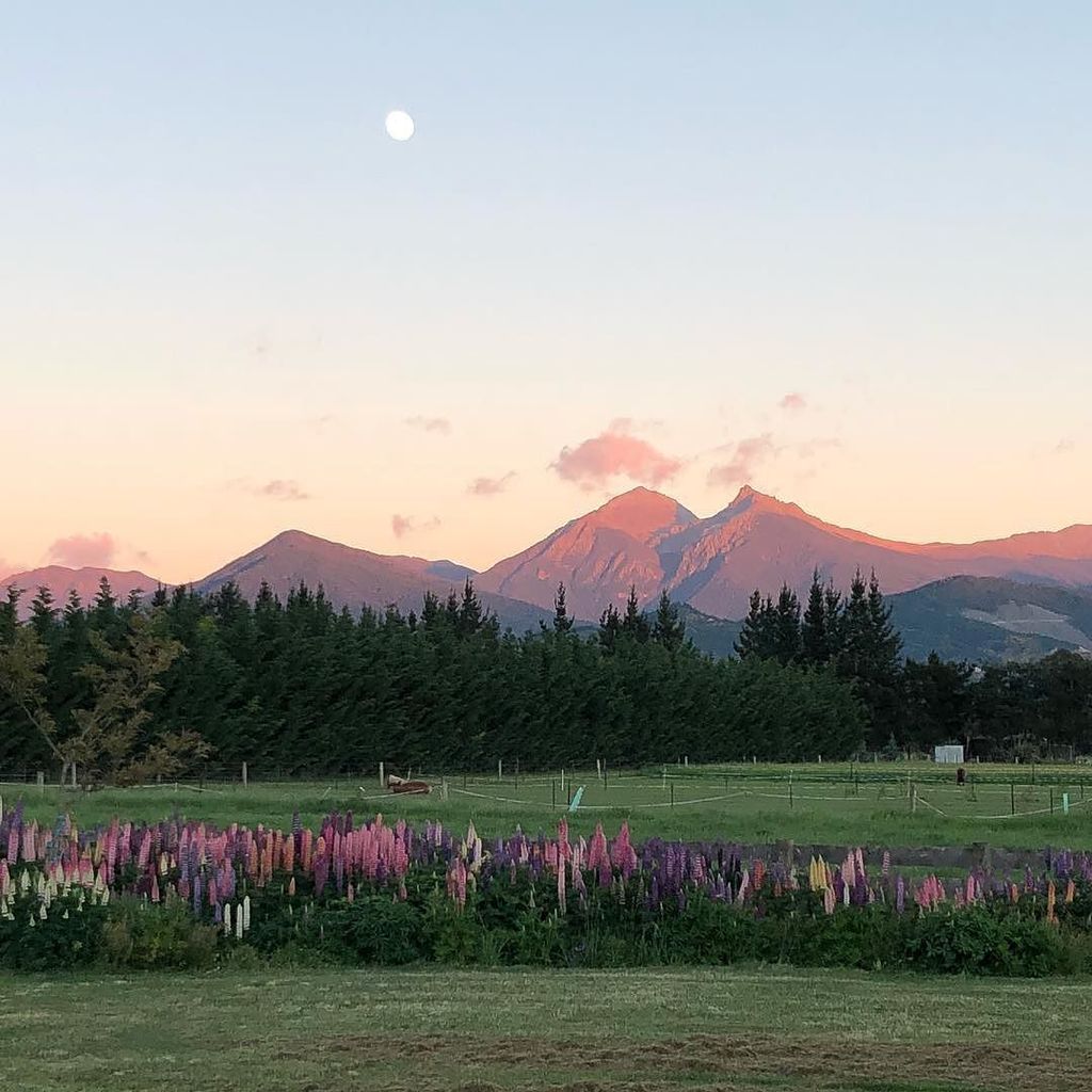 Early sun, late moon, a forest of Lupins. Mother Nature turning on the charm this morning in the Wairau Valley! #w… ift.tt/2h8qLBz