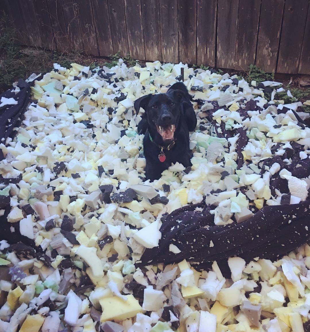 DestructionDogs's tweet image. Title: 'The creative explosion'⠀⠀⠀
Artist: Bulleit⠀
Materials: Poof chair 
#destructiondogs #doggo #happymonday #dog #mondayfunday #puppy